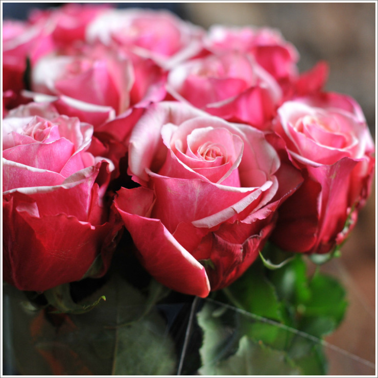 Single headed roses Credible Blooms - ULTRA FLO LTD. – ВАШ КЕНИЙСКИЙ ...