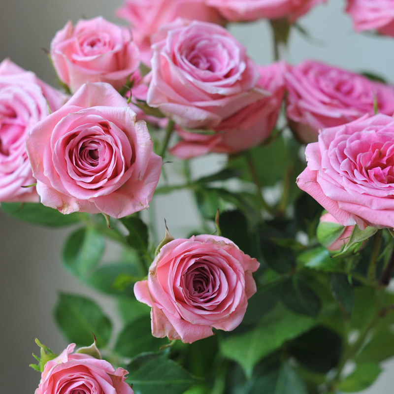 Spray roses Top Harvest - ULTRA FLO LTD. – ВАШ КЕНИЙСКИЙ ПАРТНЕР